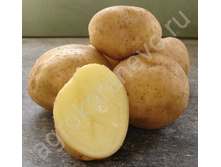 ��������� ������� 40���. �� 1�� (���������� �� 3 ��, �� ����� � �� 1��).jpg