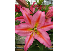 29,8���. ����� ������(��� 5 ��. ���������� ������ 2 ��� 3 ��.).jpg