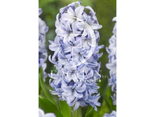 42,6���. ������� ������(�������� ���� �� 5 ��., ����������� ����� 1��.)���16.jpg