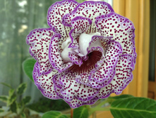 ��������� ��-�����