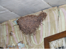 ������ ������