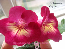 DS ������� ������