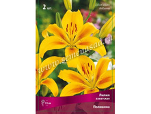 ����� ��������.jpg