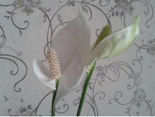20150723 113502.jpg