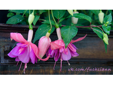 ������ ����� �����