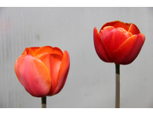 �������� ����� � ������� (�ϣ ����)