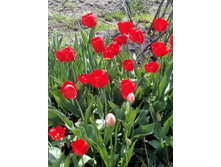 IMG 20160507 122722.jpg