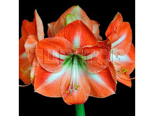 �������� ������.jpg