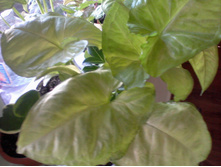 ����� ����.jpg