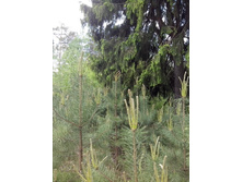 IMG 20160522 133130.jpg