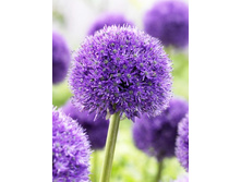 101,85���. ��� �����. ��� ���������(�������� ���� �� 2 ��., ����������� ����� 1��.).jpg