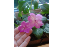 ����� (Blue Satin).JPG