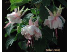 ������ Cotton Candy