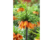 183,3���. ����������� ������� ����(�������� ���� �� 2 ��., ����������� ����� 1��.).jpg