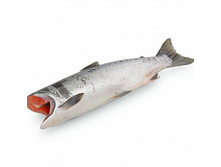 ����� ��������������� 2017 ���� - 570 ���:�� + ���%