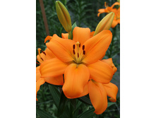 22,7���. ����� �������(��� 7 ��. ���������� ������ 3 ��� 4 ��.)���16.jpg