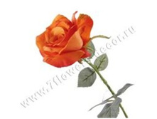 3760169245809 ������ ������������� ���� Brenda, 57�� 144 258,75.jpg