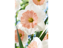 23,18���. ������� ���������(��� 10 ��. ���������� ������ 5��.).jpg