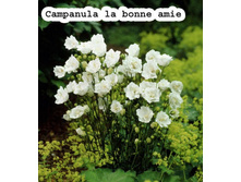 ����������� ����� �������� la bone amie ���� 140��� � ������� 15��.jpg