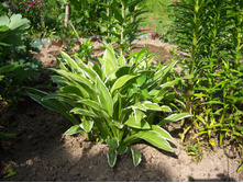 ����� Ginko Craig (100�.)