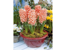 ������� �������.jpg