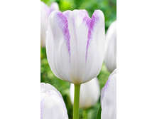 14,75���. ������� ����(���������� ������ ������ ���������� �� 10 ��.).jpg