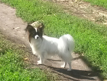 ���� ������ 2015