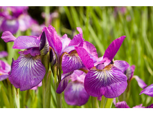 ���� ��������� sparking rose ���� 120���. ����� 110���