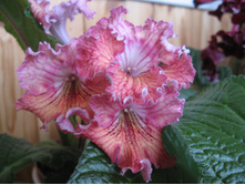 ������������� �����