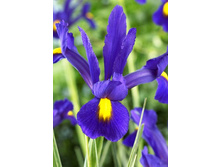 9,5���. ���� ����. ������(���������� ������ ������ ���������� �� 10 ��.).jpg