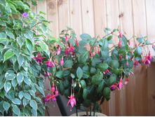 ������ "���������"