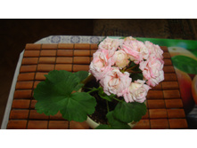 ���������� Denice 2