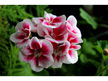 PAC Flower Fairy White Splash.jpg