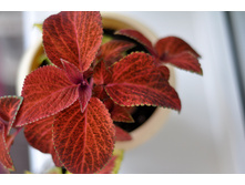 Coleus WIZARD VELVET RED