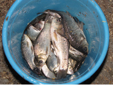 ��������� ����