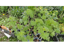 ������ ����������� ��������� ....