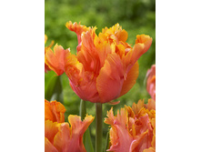 38,46���. ������� �������� ������(��� 7 ��. ���������� ������ 3 ��� 4 ��.)���15.jpg