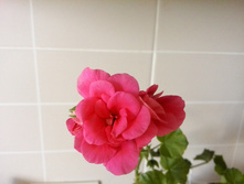 IMG 20160417 153138.jpg