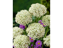 15,69���. ��� �����. ������(��� 10 ��. ���������� ������ 5��.).jpg