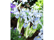 21,6���. ���� ����. ����� ���(��� 7 ��. ���������� ������ 3 ��� 4 ��.).jpg