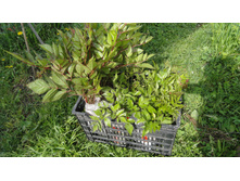 ������ ����������� ��������� ....