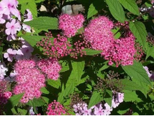 ������ �������