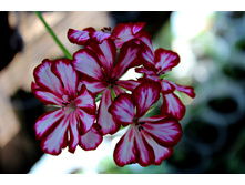 ���������� Stars and Stripes.jpg