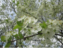 ����� 016.jpg