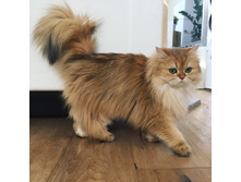 ����� �����