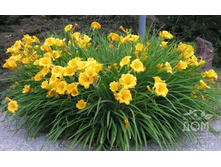 �������� Stella de oro  ���� ���� 100��� � ������� �������.jpg