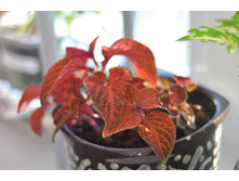 Coleus WIZARD VELVET RED