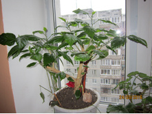 �������� ������� �������� � ������� ������