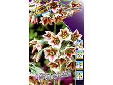 16,38���. ��� �����. ���������� (nectaroscordum)(��� 5 ��. ���������� ������ 2 ��� 3 ��.).jpg