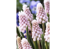 77,26���. ������� ���� ��������(�������� ���� �� 5 ��., ����������� ����� 1��.).jpg